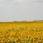 sunflower oil for sale | soybean oil for sale